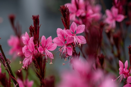 baby-butterfly-dark-pink_gaura-lindheimeri_71358_3