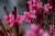 baby-butterfly-dark-pink_gaura-lindheimeri_71358_3