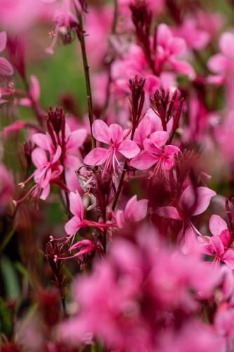 baby-butterfly-dark-pink_gaura-lindheimeri_71358_1