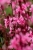 baby-butterfly-dark-pink_gaura-lindheimeri_71358_1