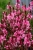 baby-butterfly-dark-pink_gaura-lindheimeri_71358_2