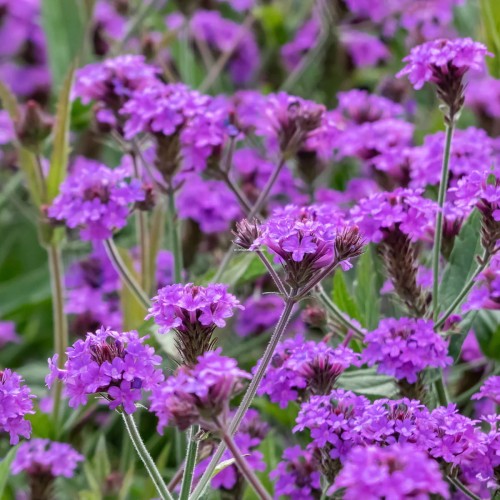 Verbena_rigida_Venosa__2235226135_SHUTTERSTOCK_square.jpg