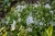 maischnee_phlox-subulata_76364_4