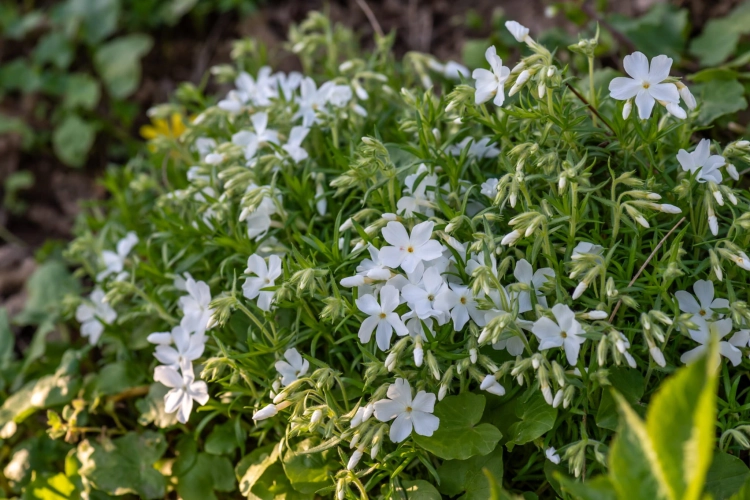 maischnee_phlox-subulata_76364_4