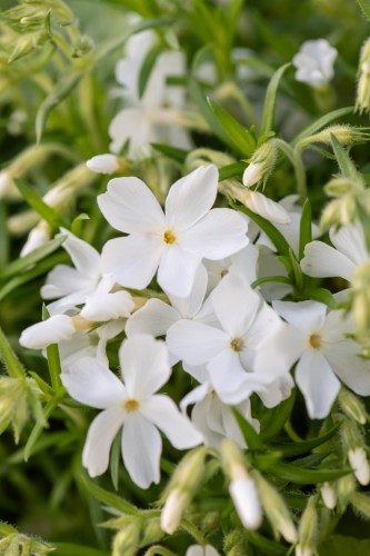 maischnee_phlox-subulata_76364_2