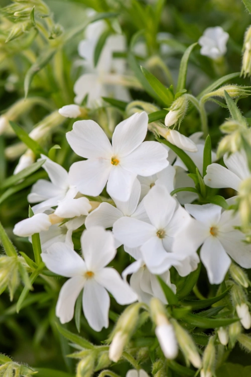 maischnee_phlox-subulata_76364_2
