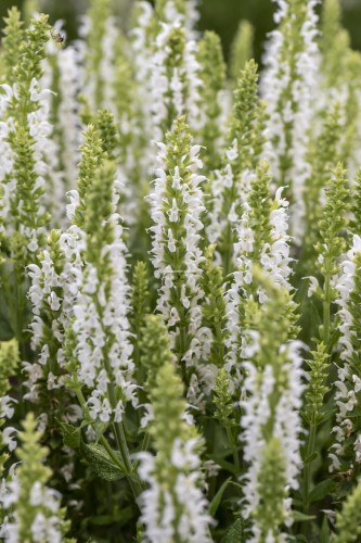 sensation-white_salvia-nemorosa_77325_4