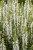sensation-white_salvia-nemorosa_77325_4