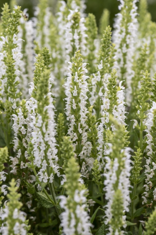sensation-white_salvia-nemorosa_77325_4