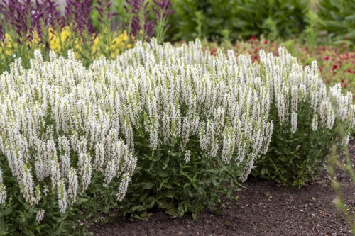 sensation-white_salvia-nemorosa_77325_2