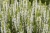 sensation-white_salvia-nemorosa_77325_3