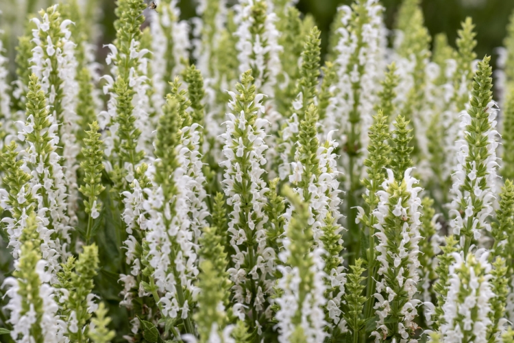 sensation-white_salvia-nemorosa_77325_3