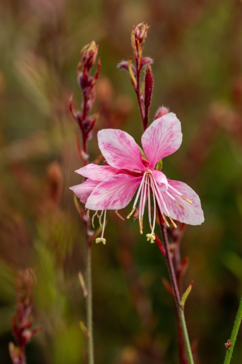 cherry-brandy_gaura-lindheimeri_71350_1