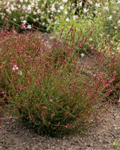 cherry-brandy_gaura-lindheimeri_71350_2
