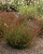 cherry-brandy_gaura-lindheimeri_71350_2