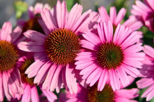 Echinacea-purpurea-Papallo-Compact-Rose-195710-339.jpg