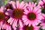Echinacea-purpurea-Papallo-Compact-Rose-195710-339.jpg