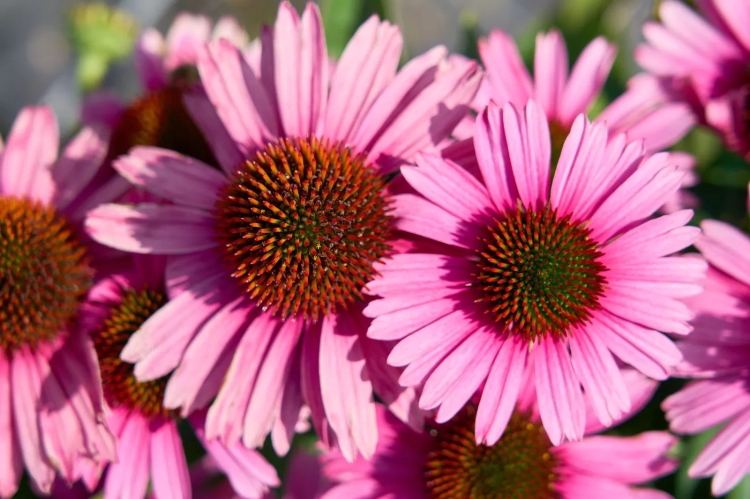 Echinacea-purpurea-Papallo-Compact-Rose-195710-339.jpg