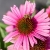 Echinacea-purpurea-Papallo-Compact-Rose-195710-341.jpg