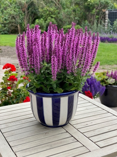 rianne-pink_salvia-nemorosa_77371_1