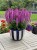 rianne-pink_salvia-nemorosa_77371_1