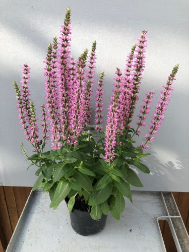 rianne-pink_salvia-nemorosa_77371_2