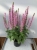 rianne-pink_salvia-nemorosa_77371_2