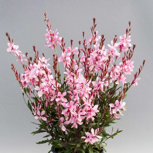 3021-1041-Gaura-Giggles-Pink-Shades-from-Unwins