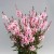 3021-1041-Gaura-Giggles-Pink-Shades-from-Unwins