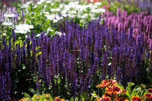 midnight-purple_salvia-nemorosa_77336_1