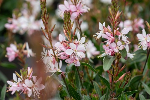 graceful-blush_gaura-lindheimeri_73897_1
