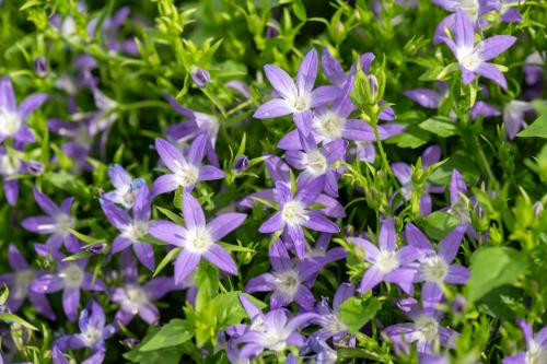 stella_campanula-poscharskyana_72209_1
