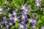 stella_campanula-poscharskyana_72209_1