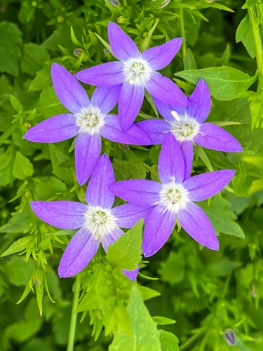 stella_campanula-poscharskyana_72209_2