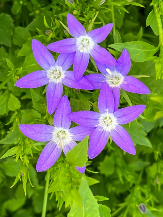 stella_campanula-poscharskyana_72209_2