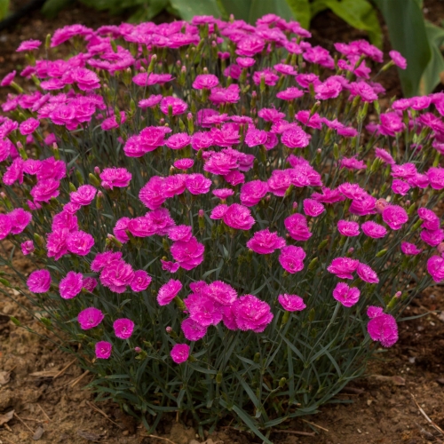 pretty-becky_dianthus-hybrida_77814_1