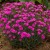 pretty-becky_dianthus-hybrida_77814_1