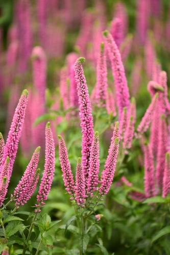 first-love_veronica-longifolia_71563_5