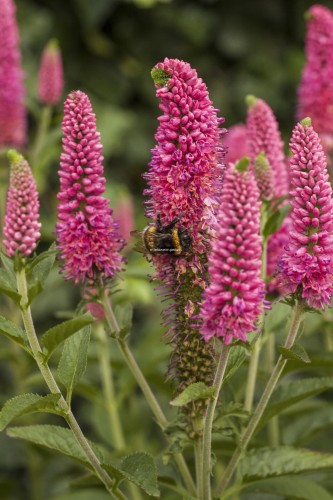 first-love_veronica-longifolia_71563_4