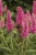 first-love_veronica-longifolia_71563_4