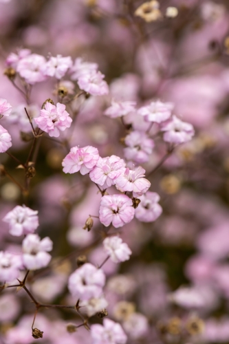 rosenschleier_gypsophila-hybride_74228_2