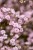 rosenschleier_gypsophila-hybride_74228_2