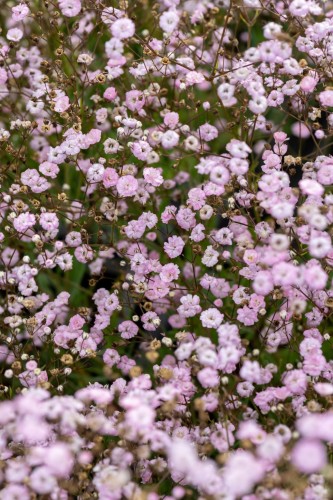 rosenschleier_gypsophila-hybride_74228_3