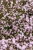 rosenschleier_gypsophila-hybride_74228_3