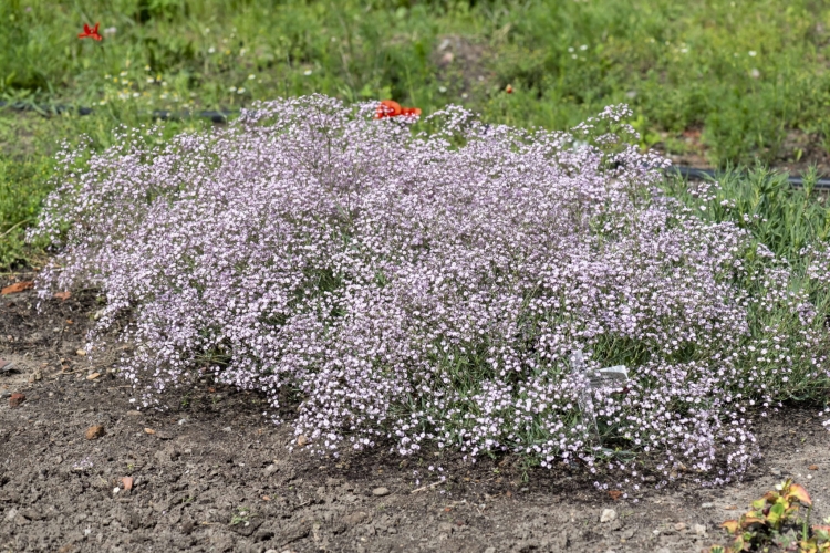 rosenschleier_gypsophila-hybride_74228_1
