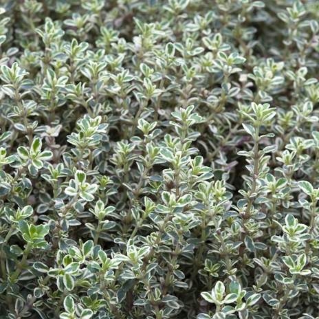 MACIERZANKA-Cytrynowa-SILVER-QUEEN