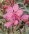 GAU_Gambit_VariegataRose_444134-r1-380×450-proportionalsmallest