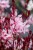 graceful-light-pink_gaura-lindheimeri_71335_2