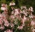 graceful-light-pink_gaura-lindheimeri_71335_3