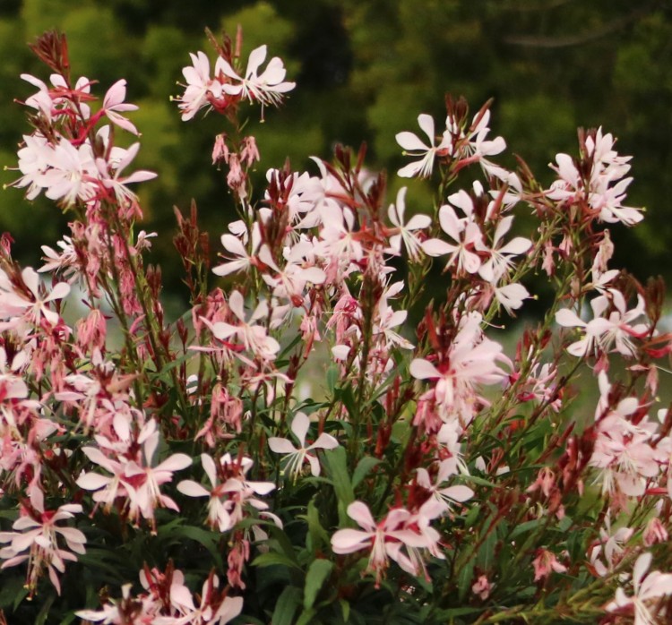 graceful-light-pink_gaura-lindheimeri_71335_3